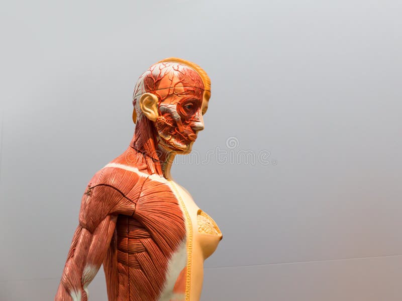 女性人体解剖模型库存图片 图片包括有医疗 医学 女主持人 培训 肌肉 正横 设计 题头 女性人体解剖模型库存图片 图片包括有医疗 医学 女主持人 培训 肌肉 正横 设计 题头