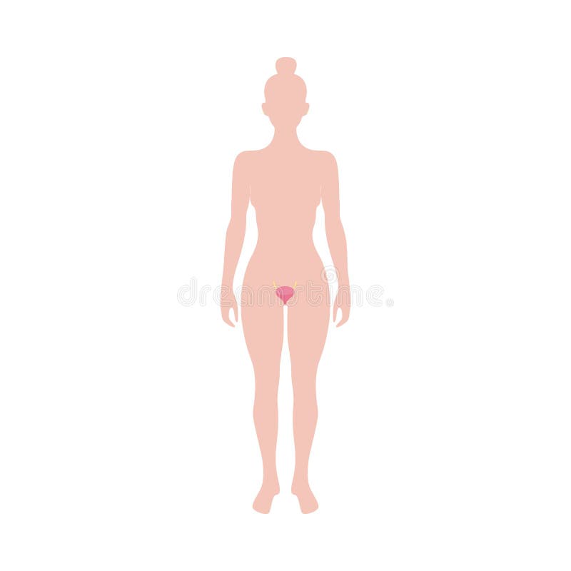 女性生殖器官解剖图 子宫女性剪影向量例证 插画包括有子宫颈 突出 爱好健美者 科学 系统