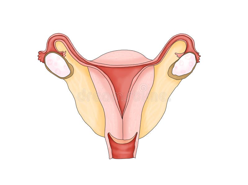 女性生殖系统库存例证 插画包括有女主持人 空白 绘制 滤泡 教诲 教学 人力 受精