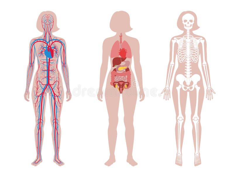 婴儿身体的内部结构向量例证 插画包括有行程 胸口 男人 题头 图表 子项 股骨 孩子 婴儿身体的内部结构向量例证 插画包括有行程 胸口 男人 题头 图表 子项 股骨 孩子