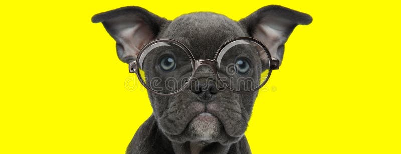 好奇的美国斗牛犬头像 戴着眼镜库存图片 图片包括有少许 眼睛 题头 牛头犬 特写镜头 镜片