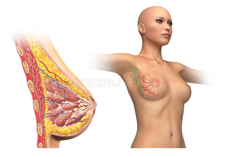妇女乳房剖面图 库存例证 插画包括有杯子 女性 乳头 吊带 塑料 输送管 医生 理想 妇女乳房剖面图 库存例证 插画包括有杯子 女性 乳头 吊带 塑料 输送管 医生 理想