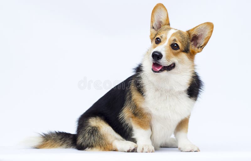 威尔士犬繁殖狗库存图片 图片包括有似犬 朋友 枪口 颜色 充分 一个 滑稽 重婚 威尔士犬繁殖狗库存图片 图片包括有似犬 朋友 枪口 颜色 充分 一个 滑稽 重婚