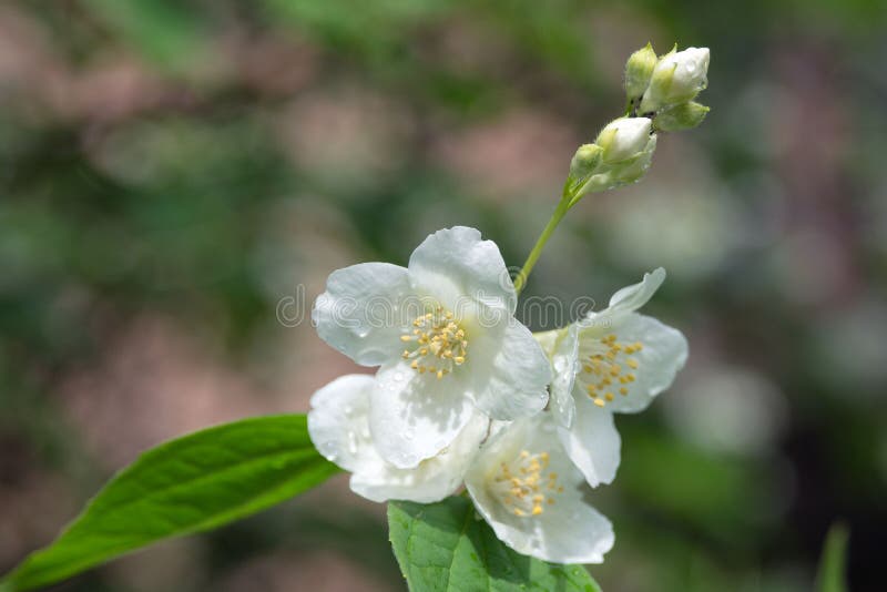 商陆草白花绿叶雨后印度浮草特写库存图片 图片包括有开花 印第安语 绽放 庭院 空白 商陆草白花绿叶雨后印度浮草特写库存图片 图片包括有开花 印第安语 绽放 庭院 空白