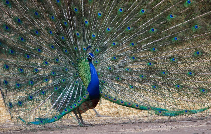 孔雀 Peacock 跳舞库存图片 图片包括有单击 国家 跳舞 孔雀