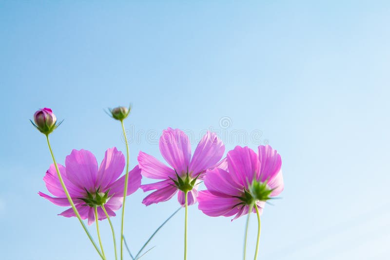 宇宙花的紫 是天空背景中 早晨的田野 花朵里绽放着美丽的花库存照片 图片包括有公园 详细资料 宇宙花的紫 是天空背景中 早晨的田野 花朵里绽放着美丽的花库存照片 图片包括有公园 详细资料