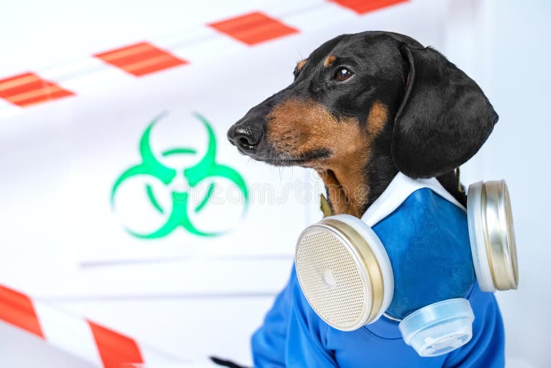 实验室自备呼吸器的危险品套装黑棕色大腿犬库存照片 图片包括有宠物 屏蔽 生物反馈 生态 疾病