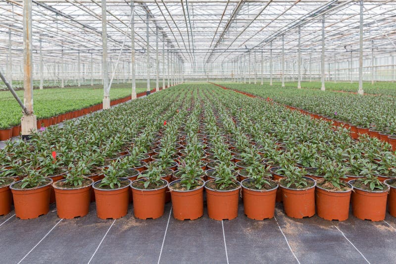 室内植物的耕种自荷兰温室库存照片 图片包括有农场 行业 花卉 庭院 生长 玻璃 陶器