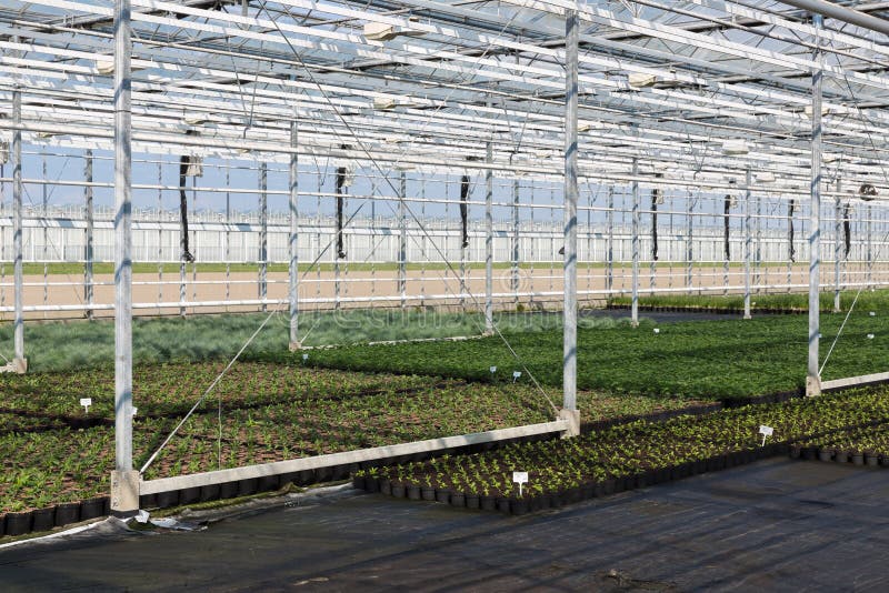 室内植物的耕种自荷兰温室库存图片 图片包括有园艺 耕种 庭院 水耕 内部 培养 行业