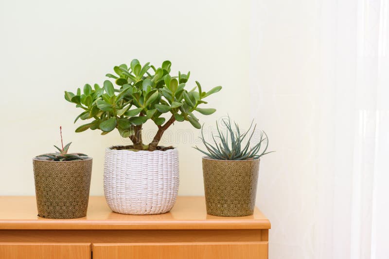 室内花园花园室花盆中的房植库存图片 图片包括有关心 工厂 舒适 家庭 室内植物 生态 室内花园花园室花盆中的房植库存图片 图片包括有关心 工厂 舒适 家庭 室内植物 生态