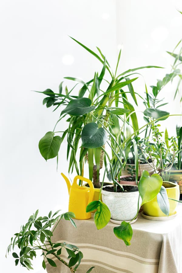 窗口基石的不同的室内植物库存图片 图片包括有室内 对象 盆栽 家庭 设计 榕属 许多