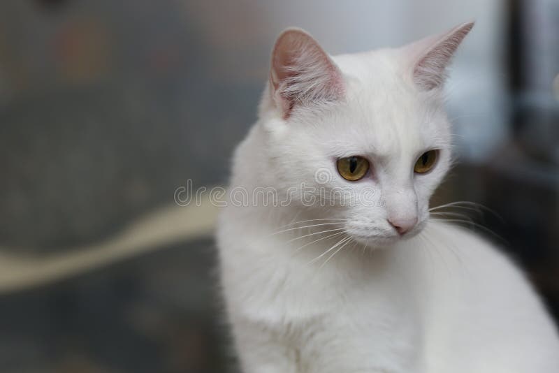 家白猫画像库存图片 图片包括有家白猫画像