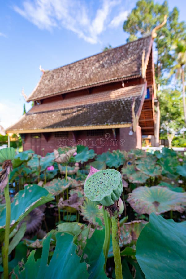 富达伊恩寺古教背景莲荚库存照片 图片包括有池塘 教会 泰国 寺庙 著名 艺术 天空 161504166