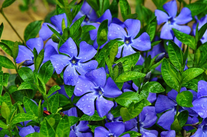 最も検索 春花壇花 100 で最高の画像