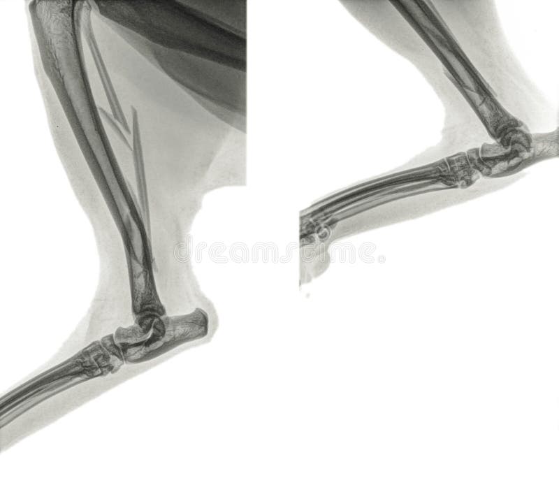 小牛腓骨骨折猫后腿的x线观察库存照片 图片包括有后面 查出 联接 数字式 医疗 似猫