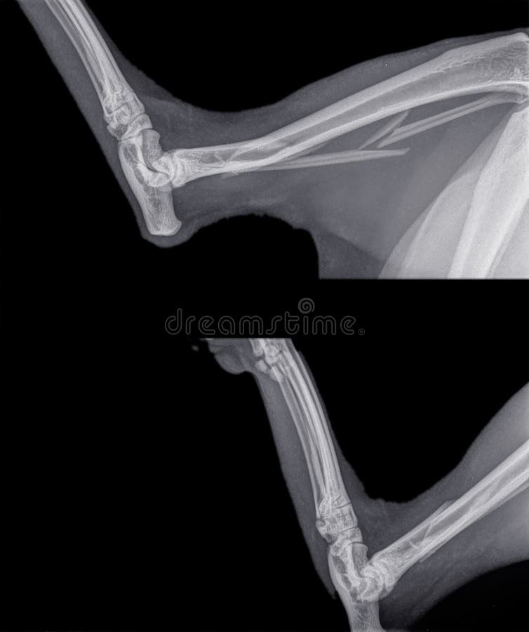 小牛腓骨骨折猫后腿的x线观察库存照片 图片包括有后面 考试 骨头的 图象 手肘 肢体