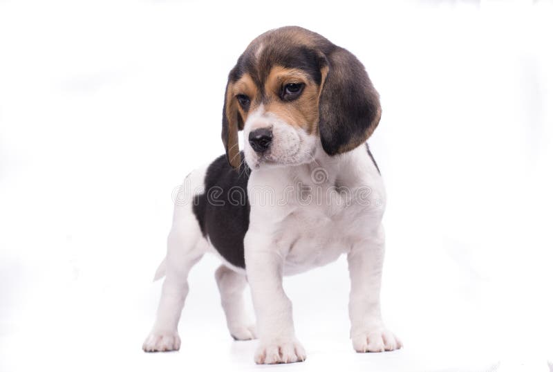 小猎犬犬小狗在白色背景下的全身肖像库存照片 图片包括有 小猎犬犬小狗在白色背景下的全身肖像库存照片 图片包括有
