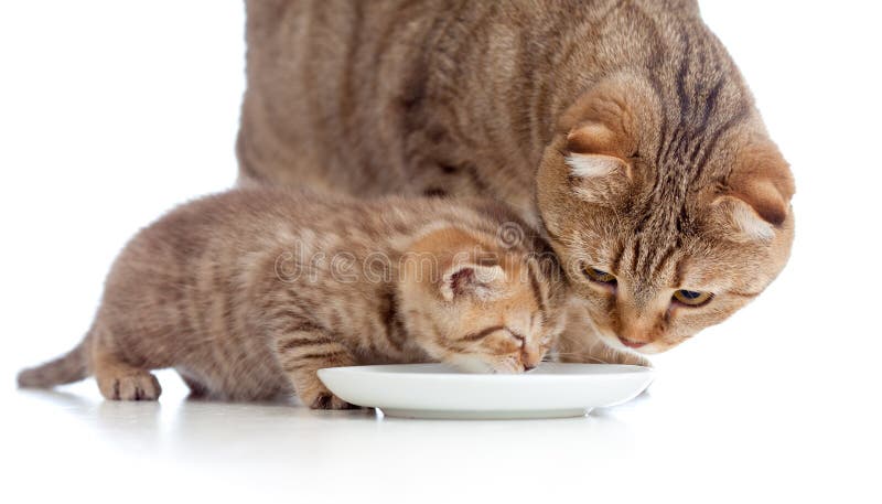 小猫小猫膝部牛奶母亲苏格兰人库存图片 图片包括有