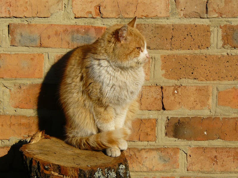 小生姜猫库存图片 图片包括有红色 空白 树桩 国内 春天 墙壁 不列塔尼的 安静