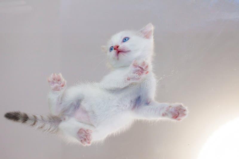 小白猫底部的猫的照片库存图片 图片包括有底部的猫的照片 小白猫