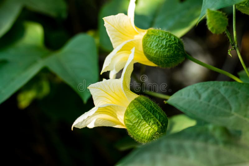 小胡桃花绽放库存照片 图片包括有问题的 庭院 聚会所 花卉 苦汁 叶子 植物群 开花的 小胡桃花绽放库存照片 图片包括有问题的 庭院 聚会所 花卉 苦汁 叶子 植物群 开花的