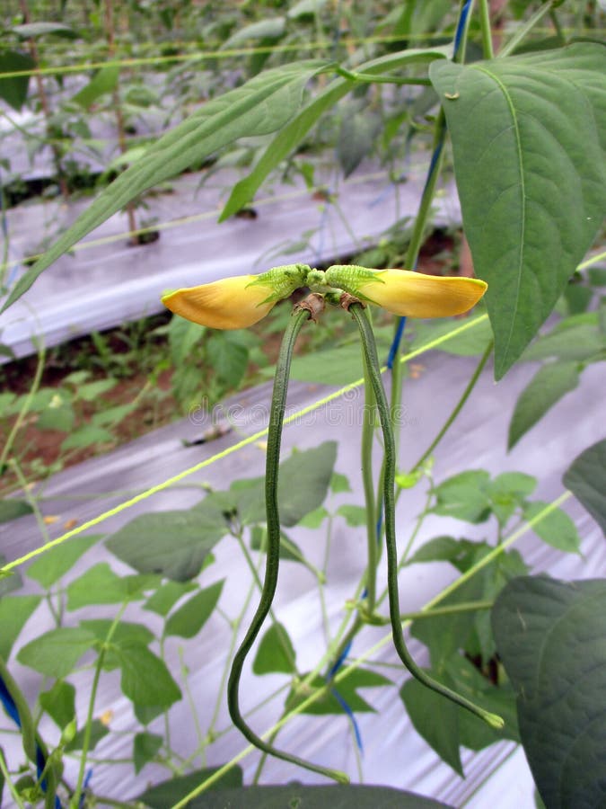 Yardlong Bean 库存图片 图片包括有健康 观察员 婴孩 塑料 徽章 传道者 Yardlong Bean 库存图片 图片包括有健康 观察员 婴孩 塑料 徽章 传道者