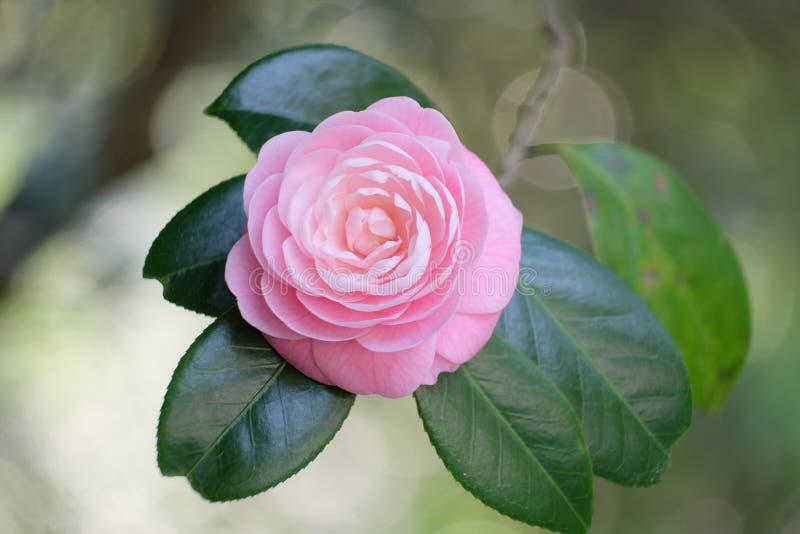 山茶花在中国和日本的花园里栽种了几个世纪 之后才在欧洲出现库存照片 图片包括有关闭 植物群