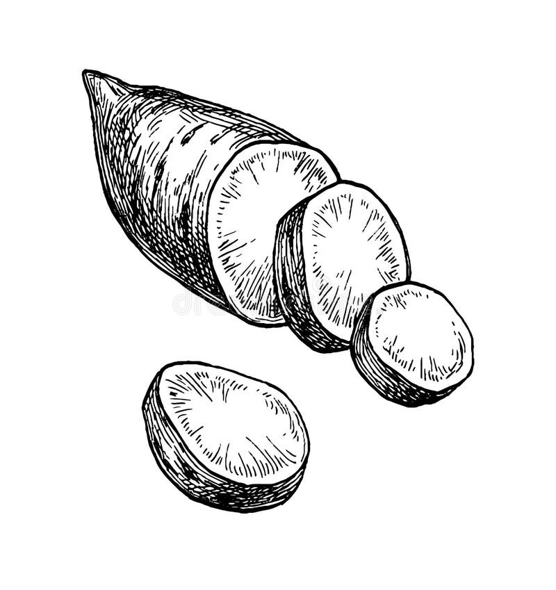 山药水墨草图向量例证 插画包括有工厂 美食术 草图 成熟 减速火箭 对象 刻记 装饰 山药水墨草图向量例证 插画包括有工厂 美食术 草图 成熟 减速火箭 对象 刻记 装饰