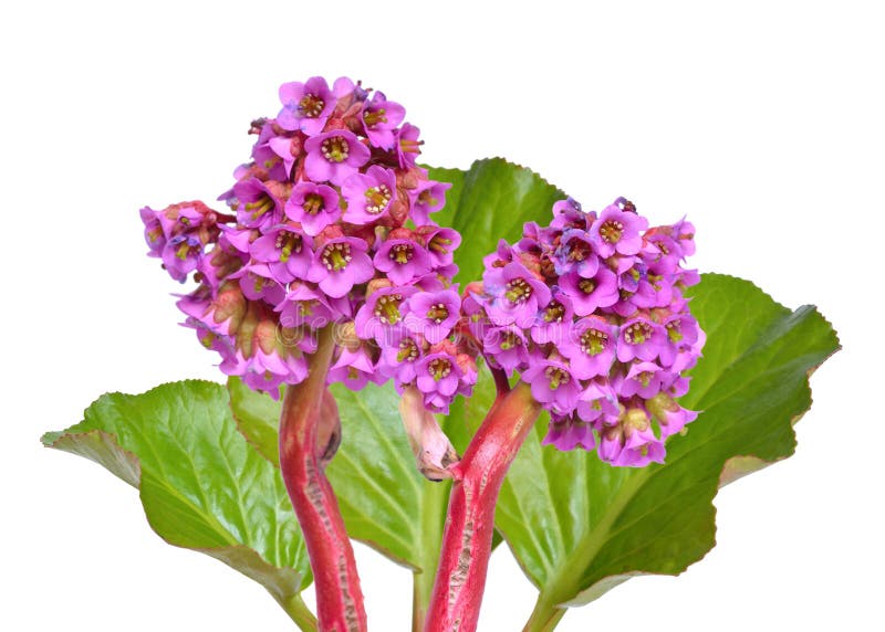 岩白菜属crassifolia 共同的名字对于种类包括心脏库存图片 图片包括有 岩白菜属crassifolia 共同的名字对于种类包括心脏库存图片 图片包括有