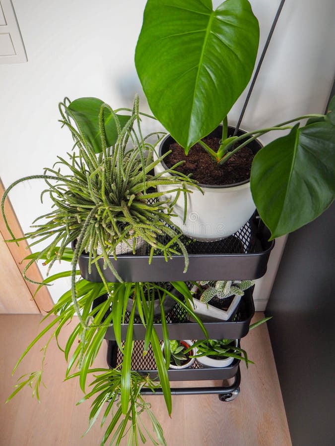 工业灰色台车充满创造一个室内垂直的庭院的不同的绿色植物库存图片 图片包括有创建 机柜