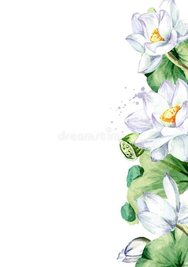 白莲花白背景中突显的手绘植物水彩图库存例证 插画包括有一堆 植物群 花束 庭院 照亮