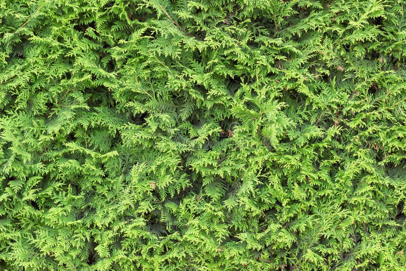 常青背景 新鲜的帚草叶子e 库存图片 图片包括有公园 本质 杜松 澳洲 植物群 叶子 常青背景 新鲜的帚草叶子e 库存图片 图片包括有公园 本质 杜松 澳洲 植物群 叶子