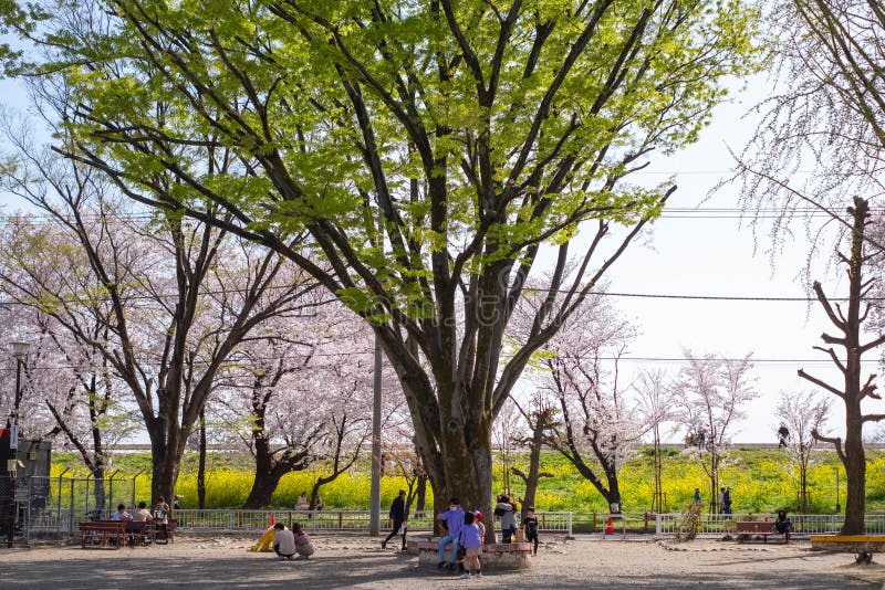 Kumagaya Kumagaya的arakawa绿地公园佐仓tsutsumi在kumagaya 埼玉 4月8 17的日本 美好的樱花tunn 编辑类库存图片 图片包括有 Kumagaya Kumagaya的arakawa绿地公园佐仓tsutsumi在kumagaya 埼玉 4月8 17的日本 美好的樱花tunn 编辑类库存图片 图片包括有