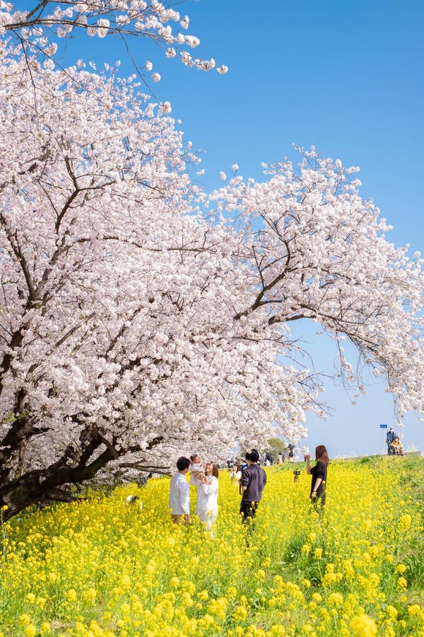 Kumagaya Kumagaya的arakawa绿地公园佐仓tsutsumi在kumagaya 埼玉 4月8 17的日本 美好的樱花tunn 编辑类库存图片 图片包括有 Kumagaya Kumagaya的arakawa绿地公园佐仓tsutsumi在kumagaya 埼玉 4月8 17的日本 美好的樱花tunn 编辑类库存图片 图片包括有