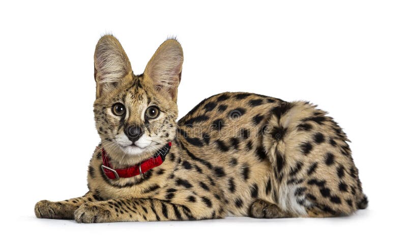 幼小薮猫猫小猫 隔绝在白色背景库存图片 图片包括有 幼小薮猫猫小猫 隔绝在白色背景库存图片 图片包括有