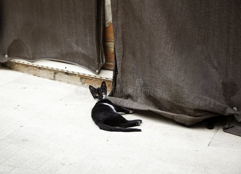 废弃的街猫库存图片 图片包括有全部赌注 小猫 家庭 一个 哺乳动物 无家可归 户外 废弃的街猫库存图片 图片包括有全部赌注 小猫 家庭 一个 哺乳动物 无家可归 户外