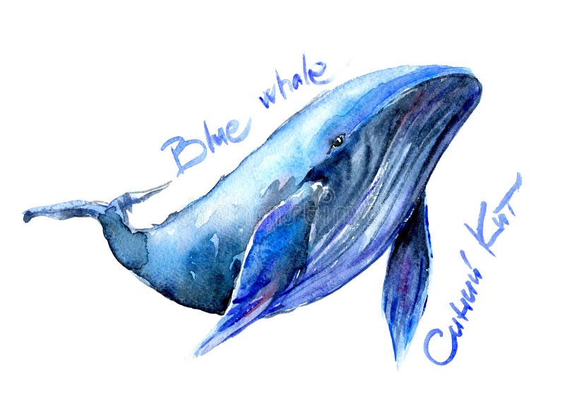 座头鲸蓝鲸水色插图水下动物以英语 俄语命名库存图片 图片包括有字符 艺术 哺乳动物 查出