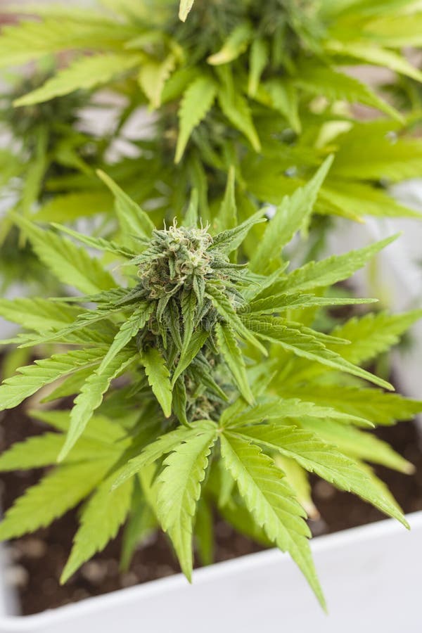 开花的大麻植物库存图片 图片包括有 开花的大麻植物库存图片 图片包括有