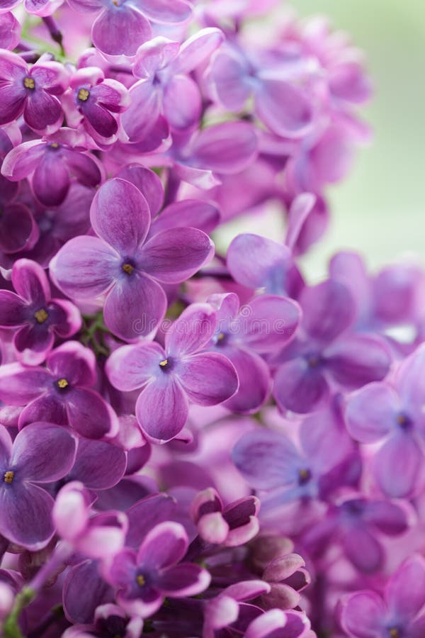 开花的淡紫色紫色花紧密库存图片 图片包括有从事园艺 礼品 言情 背包 颜色 灌木 生气勃勃