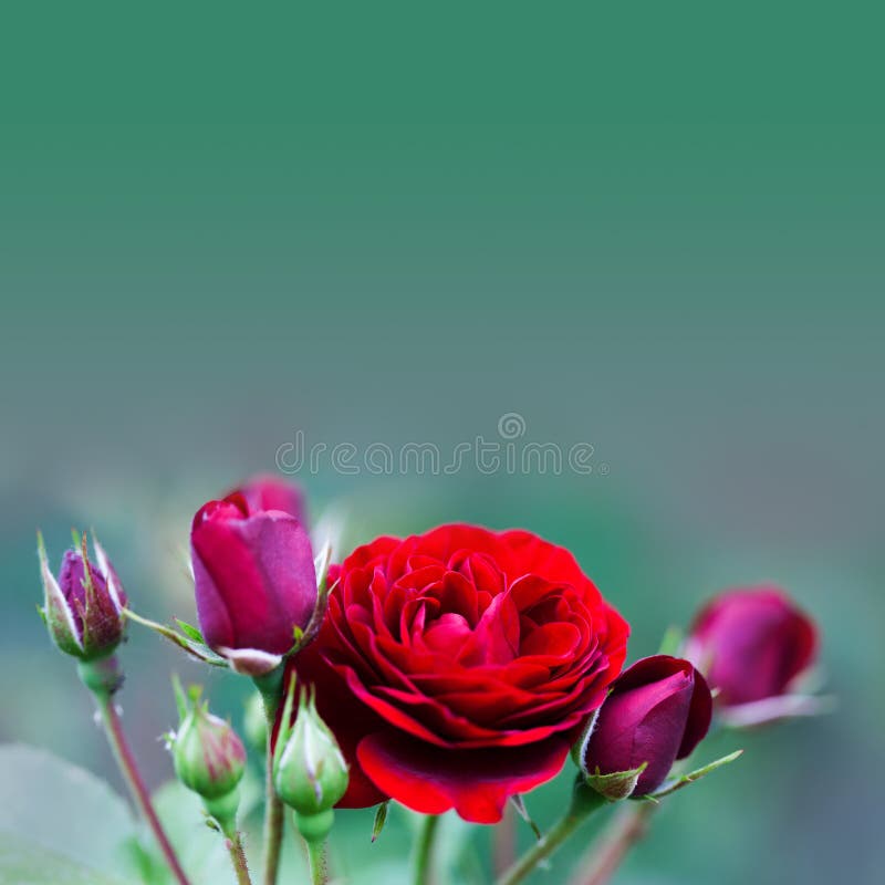 开花的美丽的伯根地红色玫瑰花夏时进展的庭院花卉风景空白照片库存图片 图片包括有 开花的美丽的伯根地红色玫瑰花夏时进展的庭院花卉风景空白照片库存图片 图片包括有