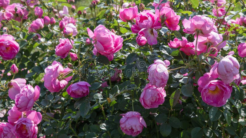 开花的英语在庭院里上升了在一个晴天库存照片 图片包括有