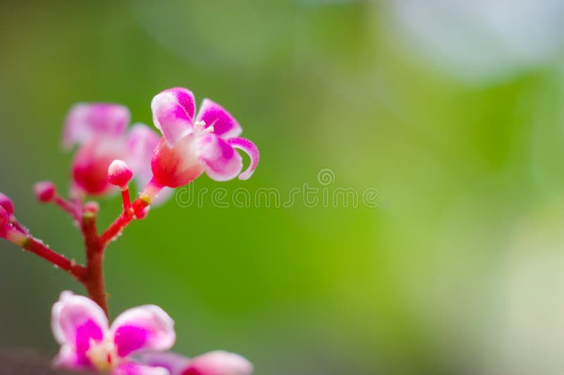 星形花库存照片 图片包括有开花的 花瓣 本质 开花 工厂 空白 庭院 星形 宏指令