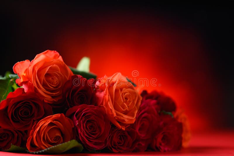 彩色背景上红玫瑰的节日花束 祝贺2月14日情人节爱与浪漫库存照片 图片包括有本质 开花