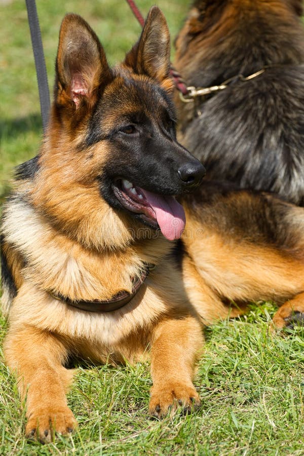 德国牧羊犬狗 库存照片. 图片 包括有 国内, 逗人喜爱, 忠实, 性能上, 题头, 有吸引力的, 外面 ...