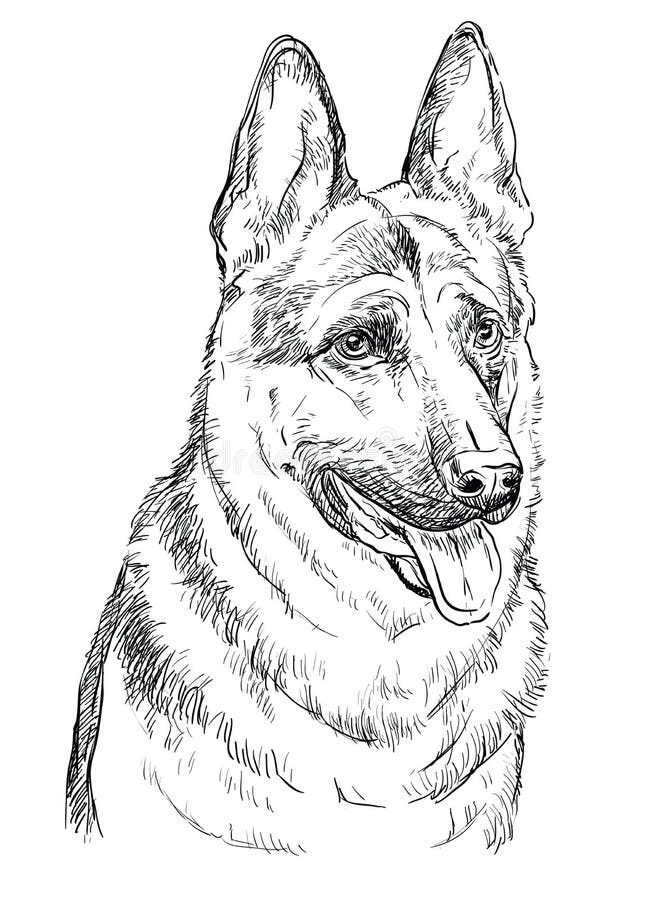 德国牧羊矢量图手绘肖像向量例证 插画包括有德语 似犬 生活方式 等高 查出 铅笔 幼崽 德国牧羊矢量图手绘肖像向量例证 插画包括有德语 似犬 生活方式 等高 查出 铅笔 幼崽