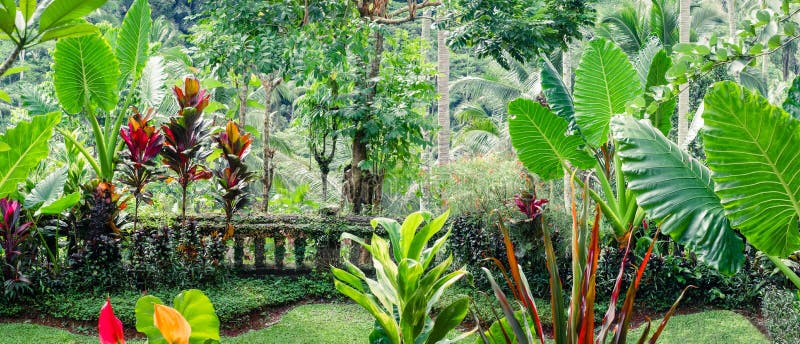 幻想热带植物在生苔庭院里库存图片 图片包括有森林 掌上型计算机 背包 本质 横向 异乎寻常 7643 幻想热带植物在生苔庭院里库存图片 图片包括有森林 掌上型计算机 背包 本质 横向 异乎寻常 7643