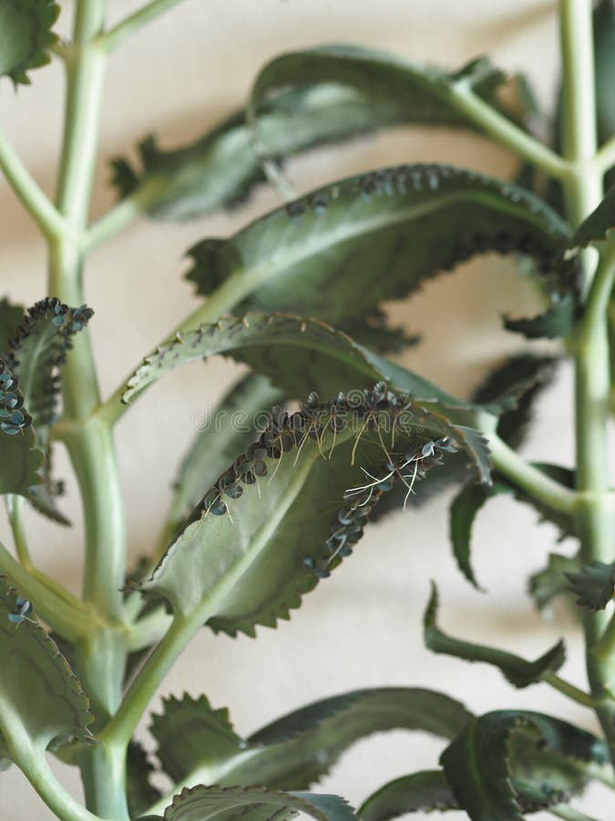 植物学植物的繁殖红芋幼苗在塑料杯中生长库存图片 图片包括有新建 盆栽 重点 五颜六色