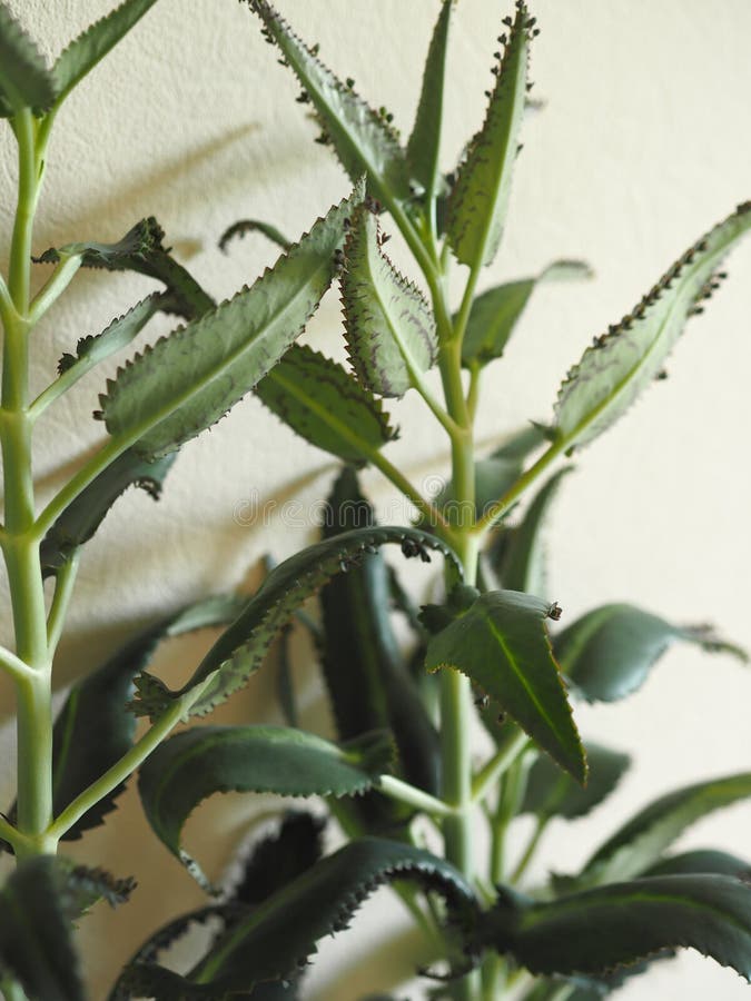 植物学植物的繁殖红芋幼苗在塑料杯中生长库存图片 图片包括有新建 盆栽 重点 五颜六色