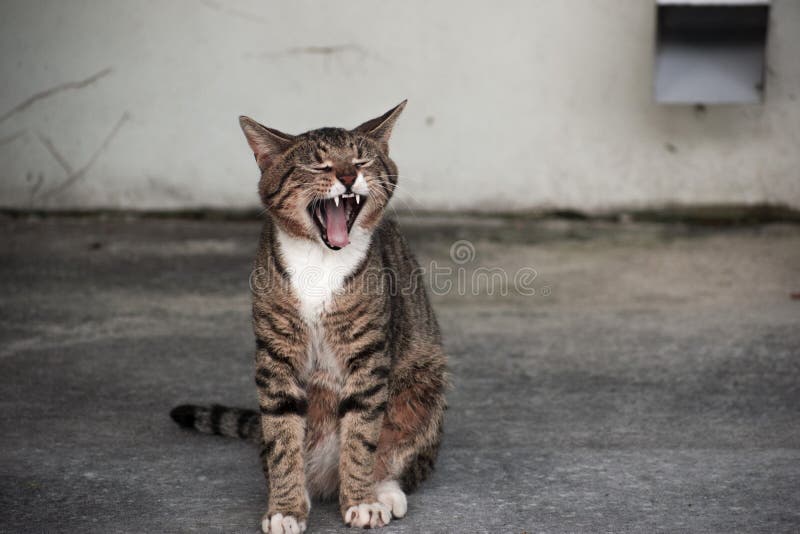 我们的小猫迷路 装作老虎库存图片 图片包括有小猫 出生的 表达式 用尽 滑稽 关闭 乐趣