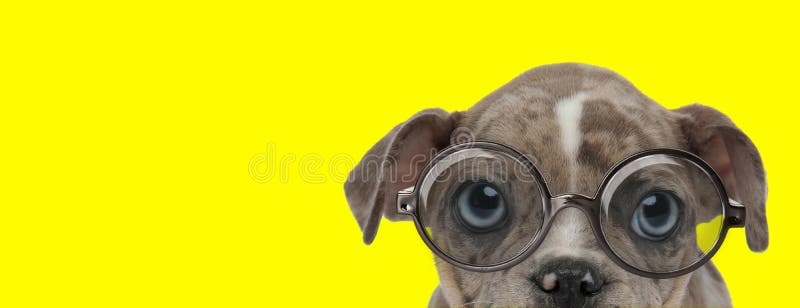 好奇的美国斗牛犬头像 戴着眼镜库存图片 图片包括有少许 眼睛 题头 牛头犬 特写镜头 镜片